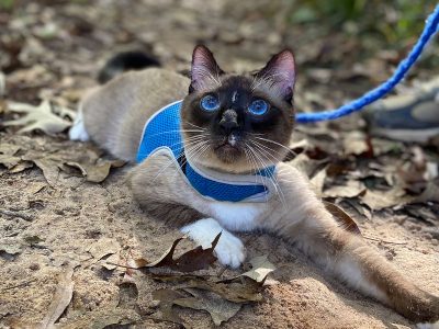 Siamese cat laying in the sand on a hiking trail