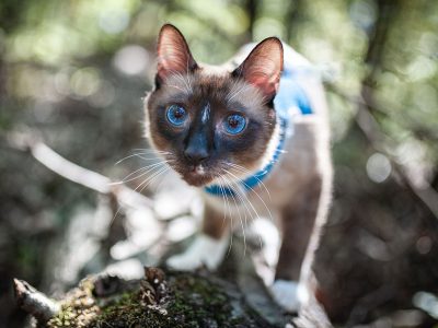 Cat on a log in a harness and leash