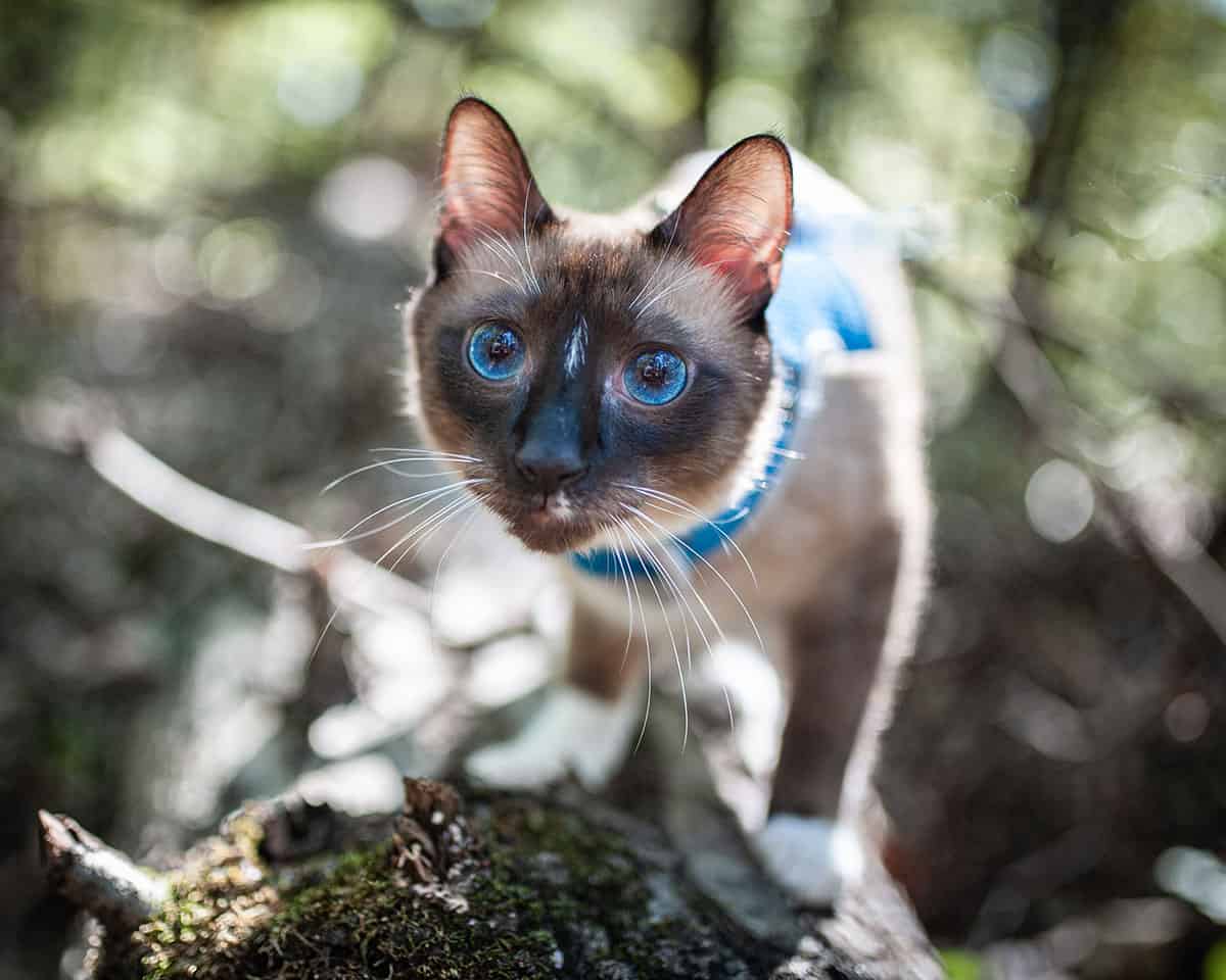 Cat on a log in a harness and leash