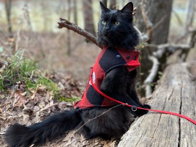 Black cat in a red coat on a hike