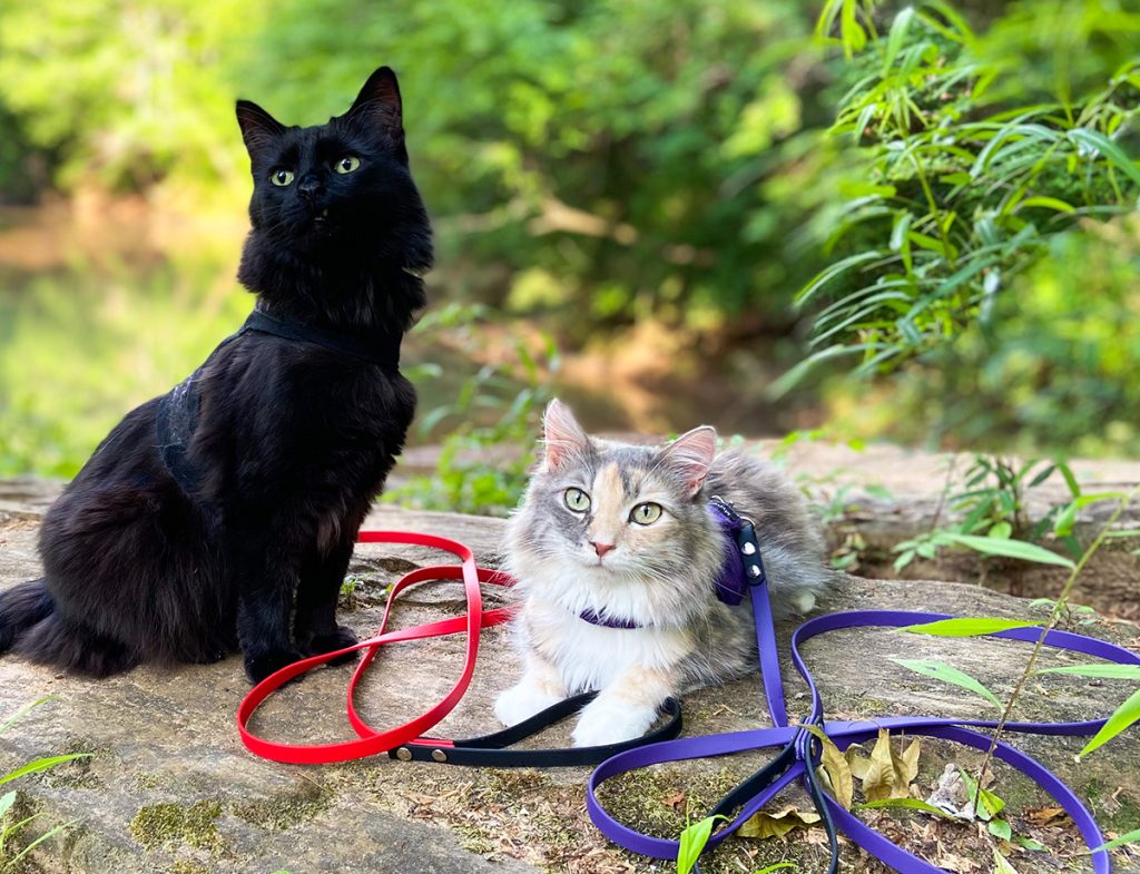 Two cats on a rock with cat leashes