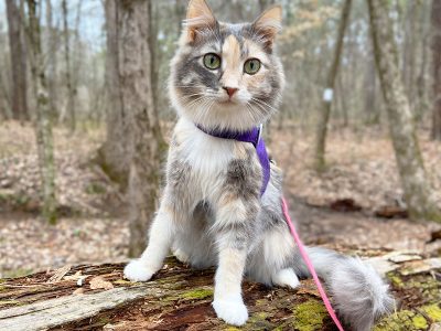 Calico cat on a log in a harness and leash
