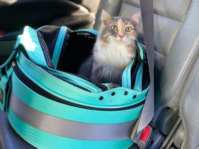 Cat in a Sleepypod car carrier
