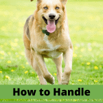 How to Handle Off-Leash Dog Encounters Pinnable Image