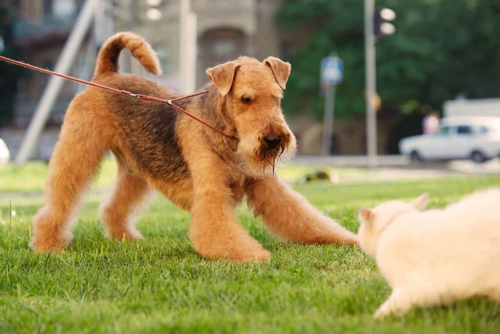 dog and cat meeting at park