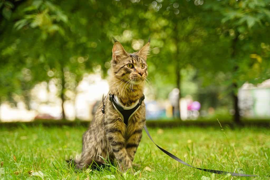 Maine coon cat on a leash and harness in the grass