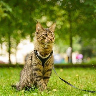 Maine coon cat on a leash and harness in the grass