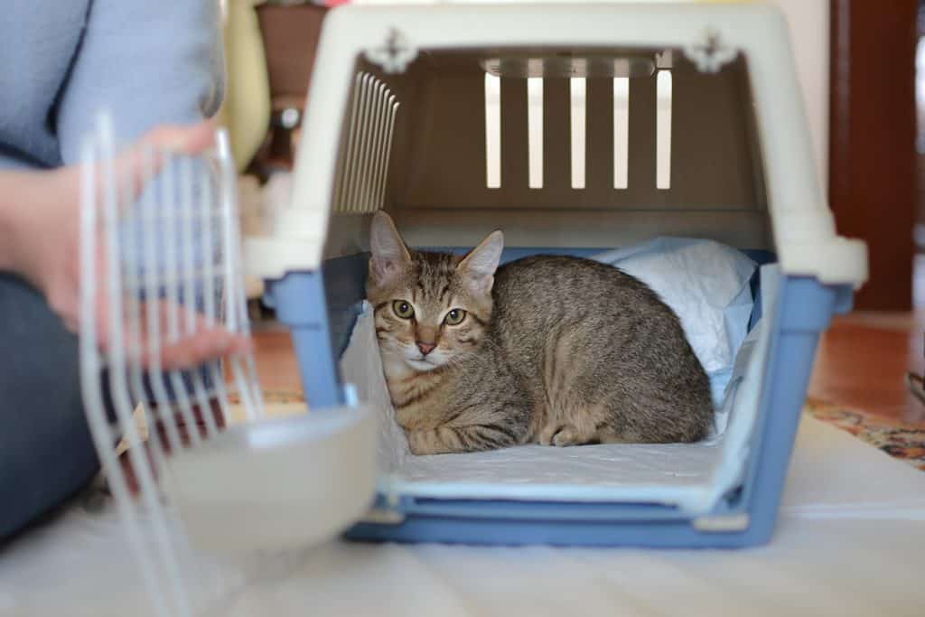 cat sitting in open carrier (how to get a cat in a carrier)