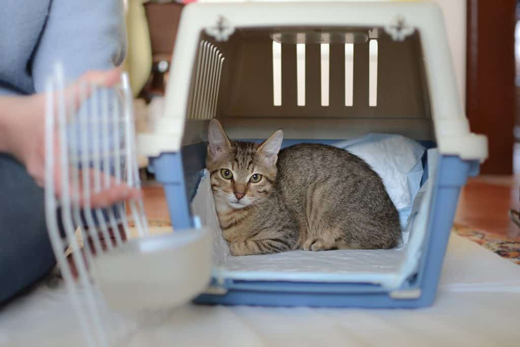 How to get a outlet cat in the carrier