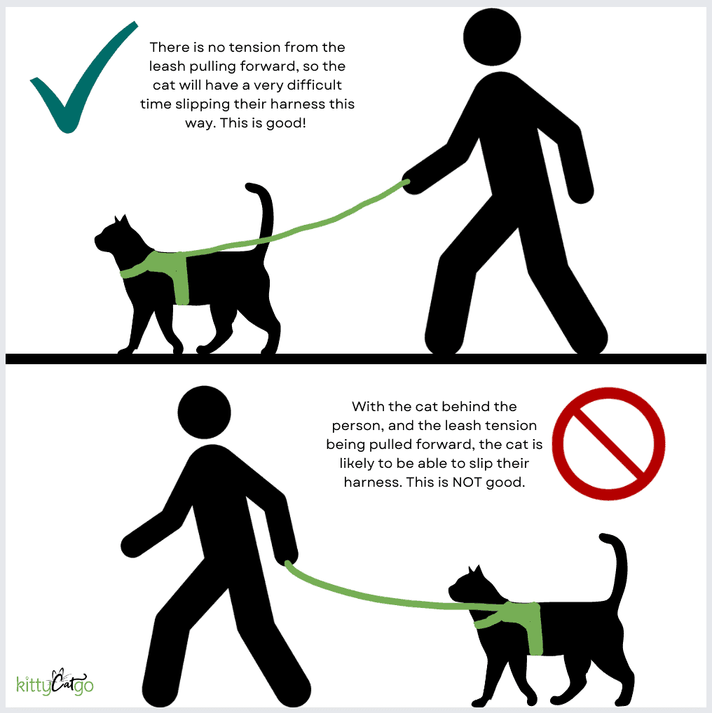 The proper way to walk your cat