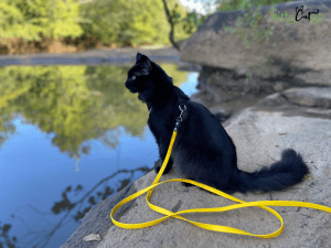 Kylo Ren, a black cat sitting beside a body of water with a Kylo Leash - the best leash for cats