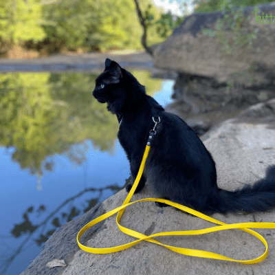 Kylo Ren, a black cat sitting beside a body of water with a Kylo Leash - the best leash for cats