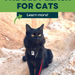 What is the Best Leash for Cats pinnable image