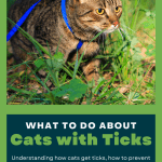 cats with ticks pinnable image - cat on harness walking in grass
