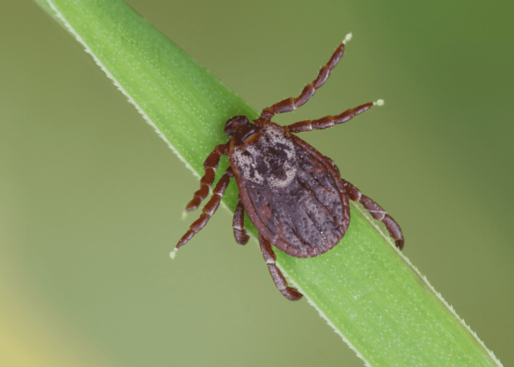 tick on blade of grass