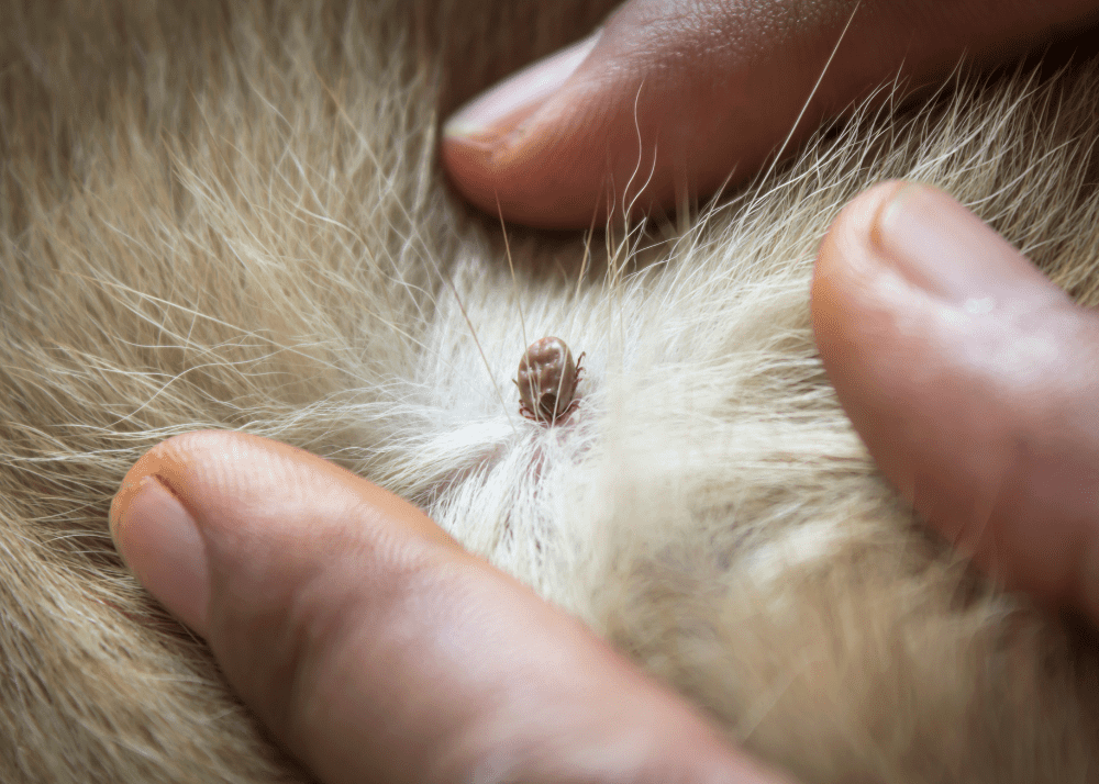 cat's fur pulled back showing an attached tick