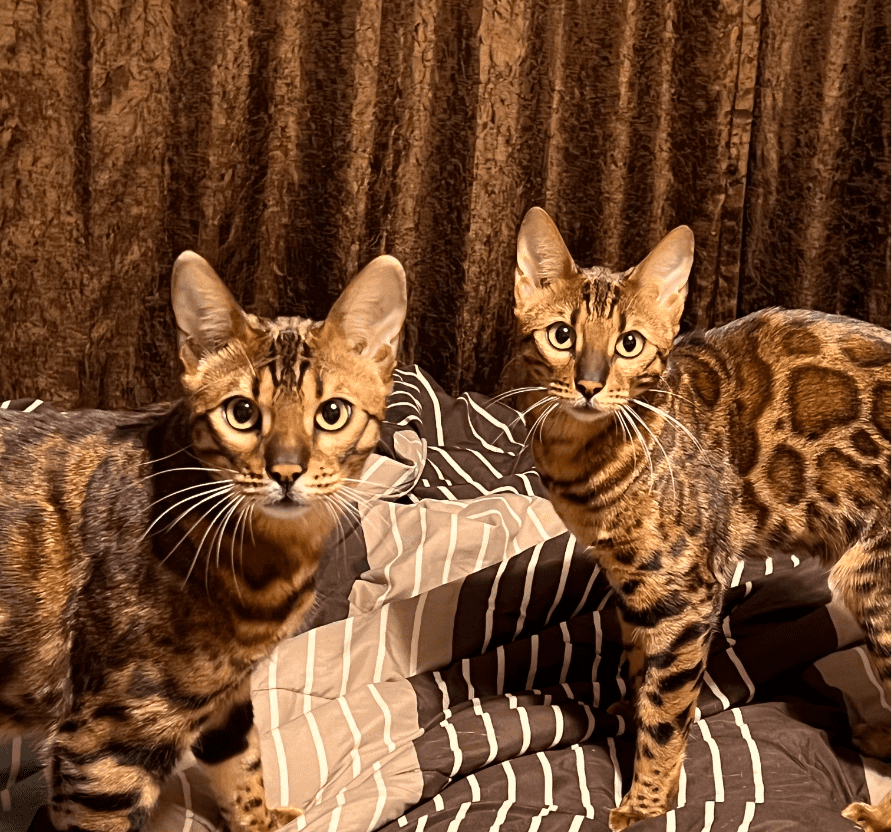 Kela & Kuma - two bengal cats