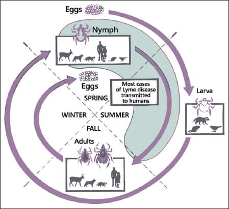 tick life cycle