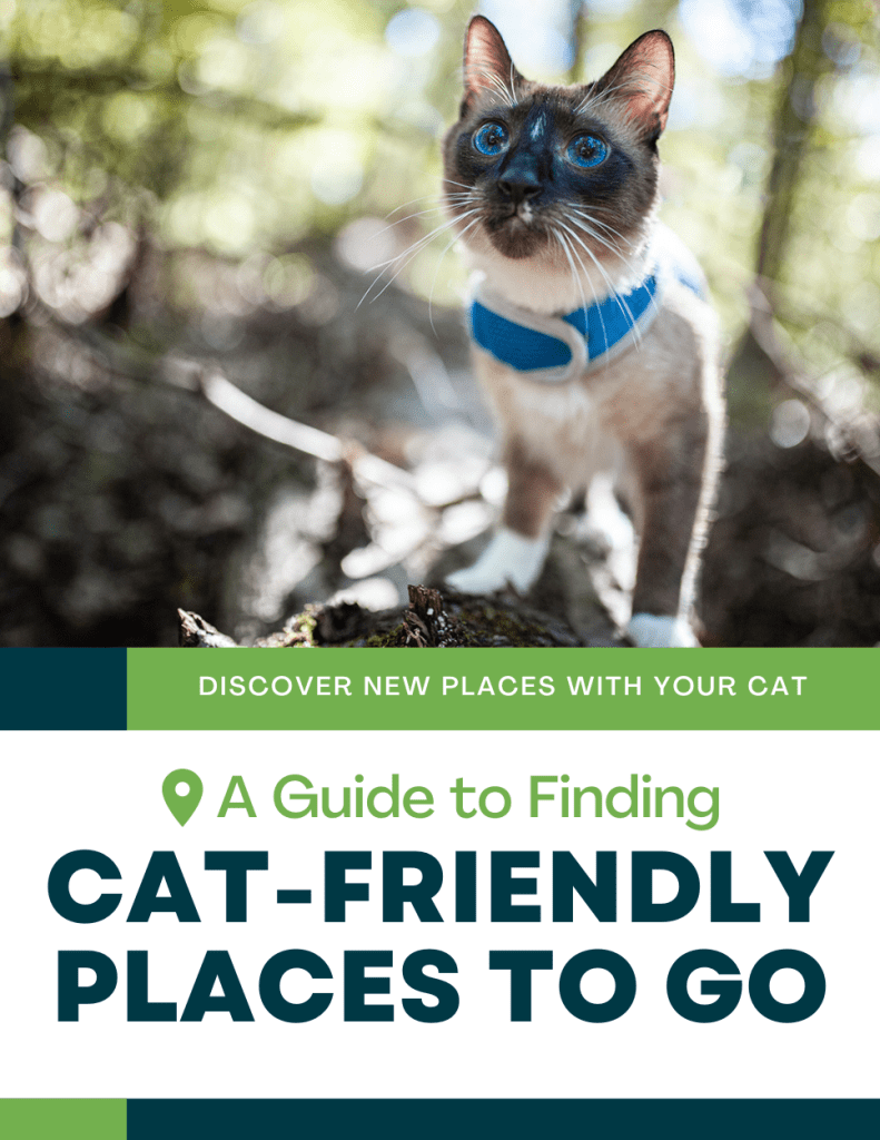 A Guide to Finding Cat-Friendly Places to Go Cover