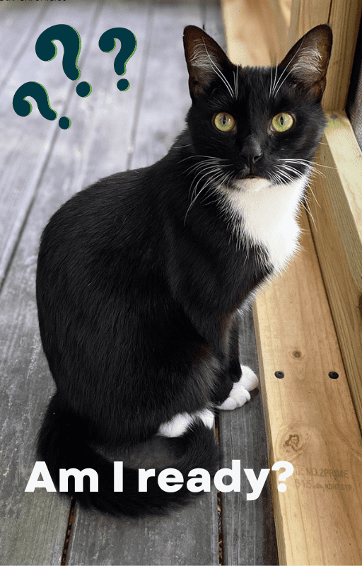 black and white cat wondering if they're ready for the adventure life