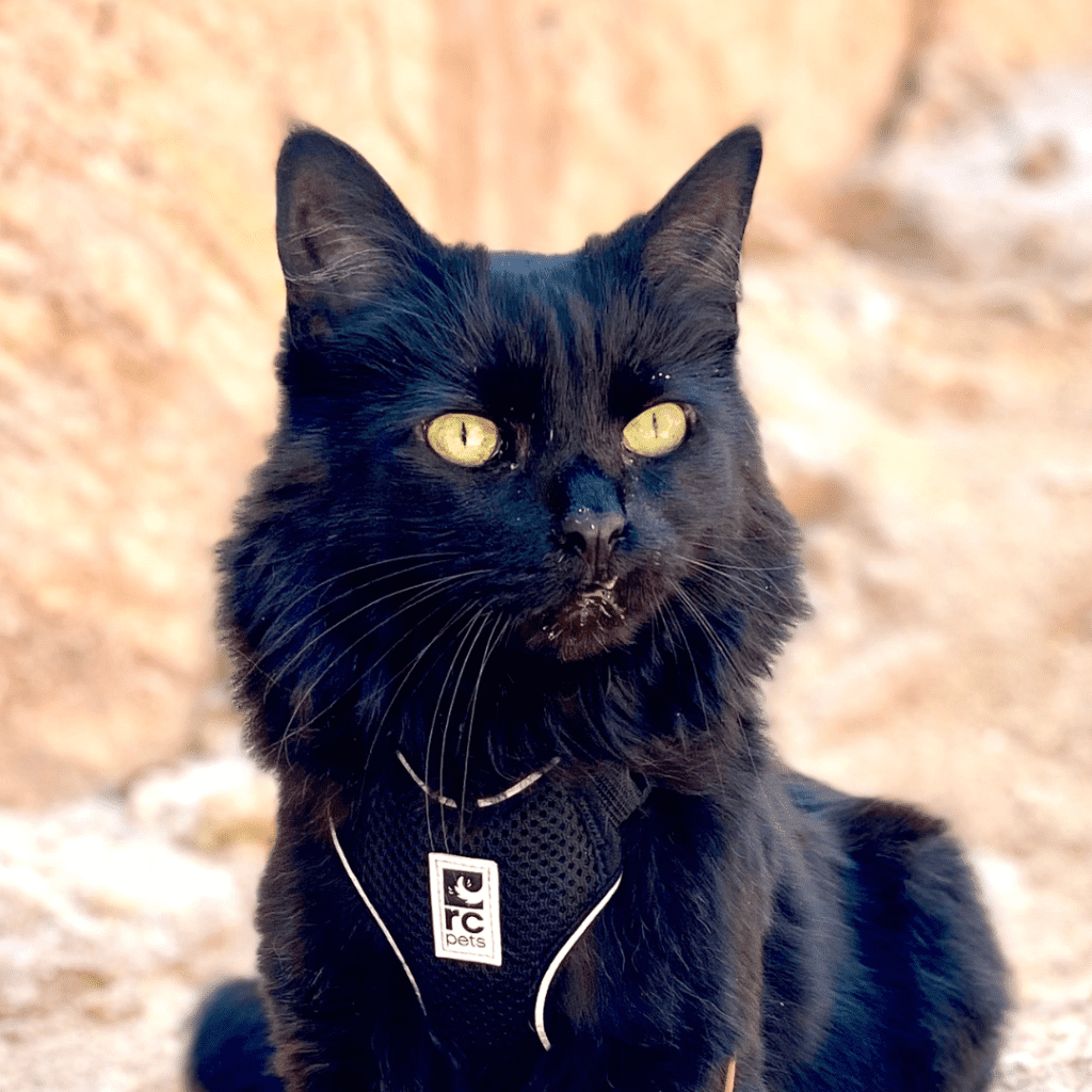 black cat headshot