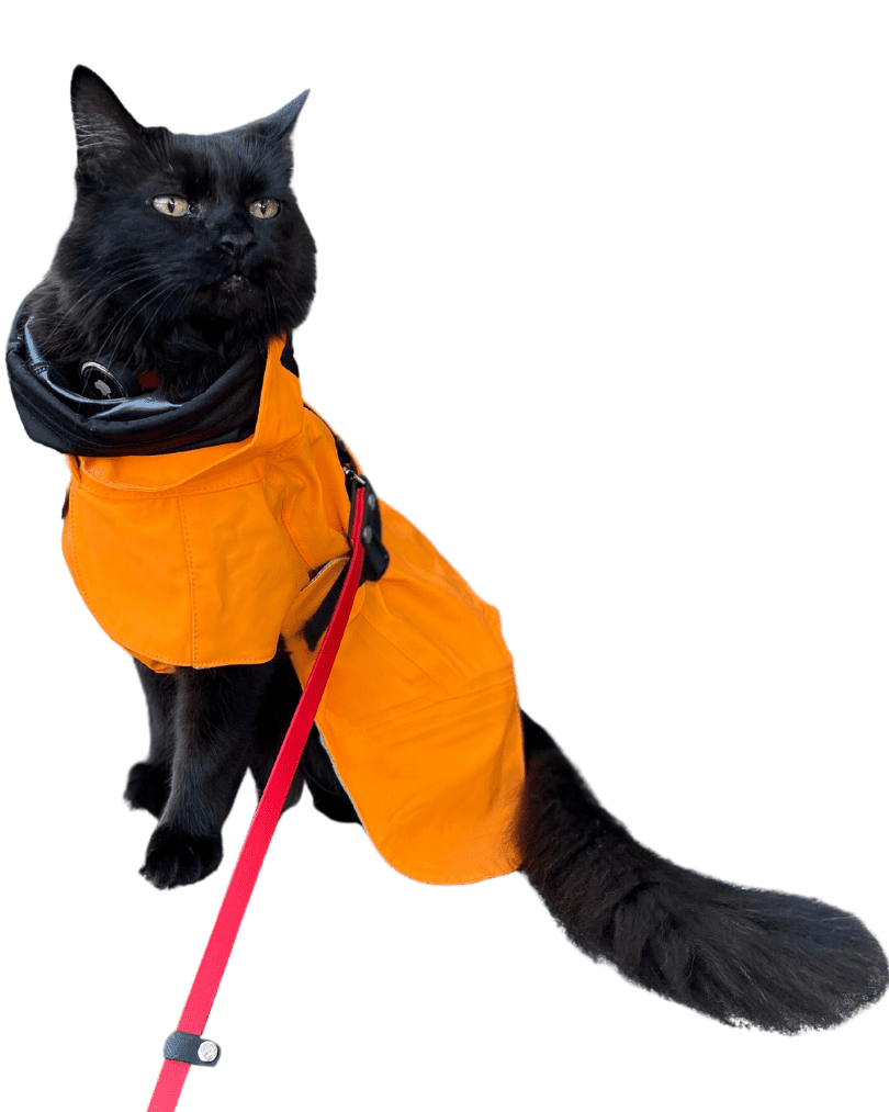 black cat wearing orange rain jacket on a leash