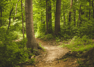 hiking path in the woods