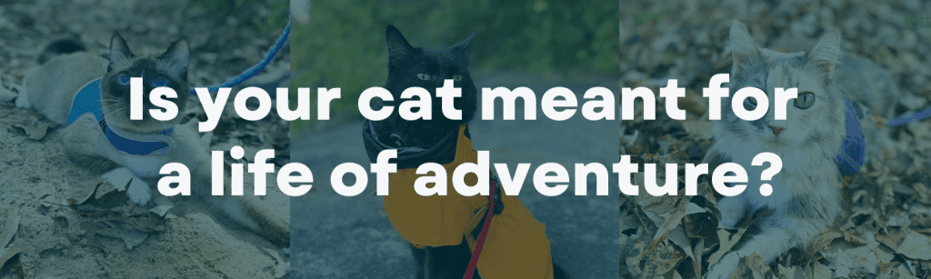Is your cat meant for a life of adventure?