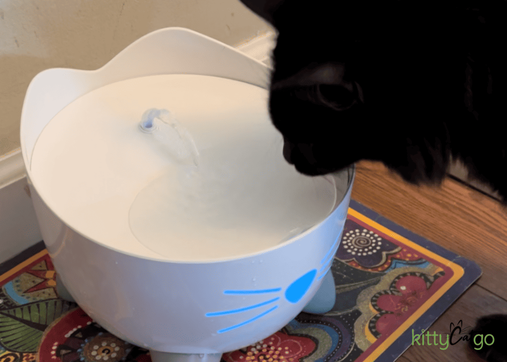 cat drinking out of Catit Pixi Fountain