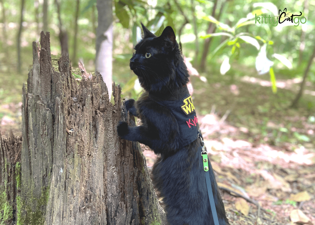 black cat outside on harness and leash propped up on a log