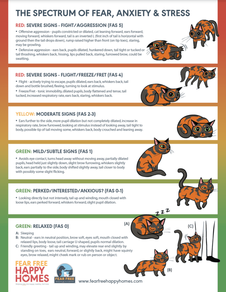 Spectrum of Fear, Anxiety, & Stress in Cats - Fear Free Pets