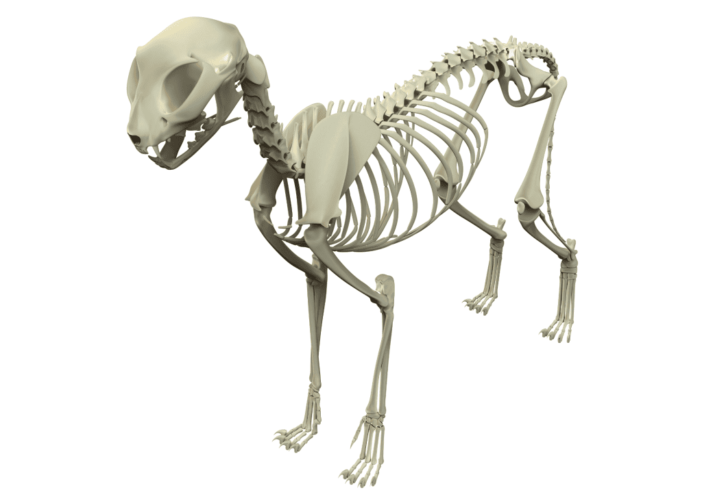 cat skeleton