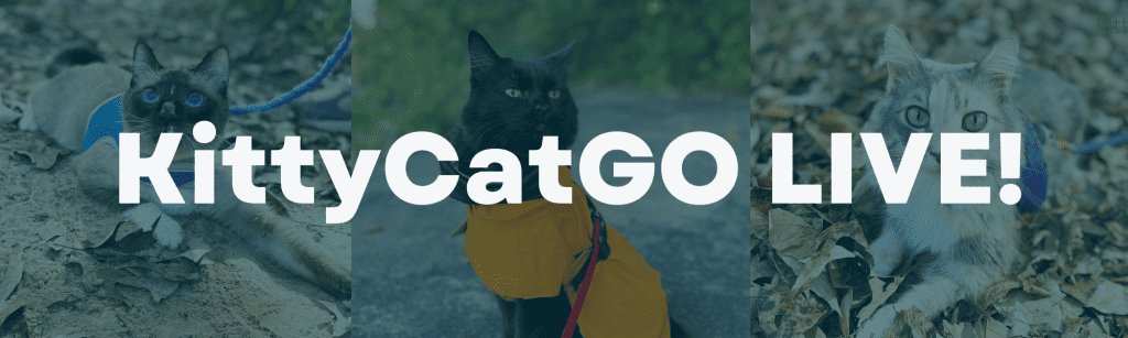 KittyCatGO LIVE header image