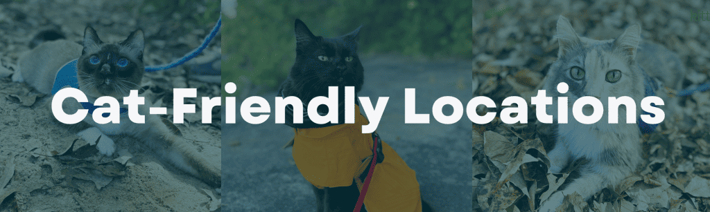 Cat-Friendly Locations header image