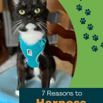 7 Reasons to Harness Train a Cat - pinnable image