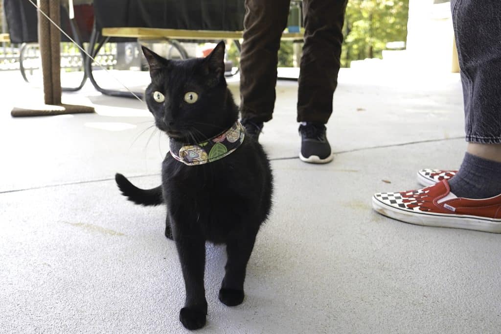 black cat wearing a harness