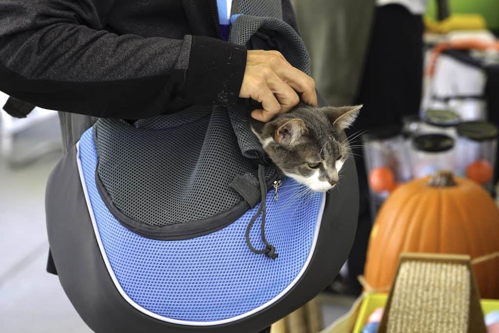 a gray and white cat in a sling carrier