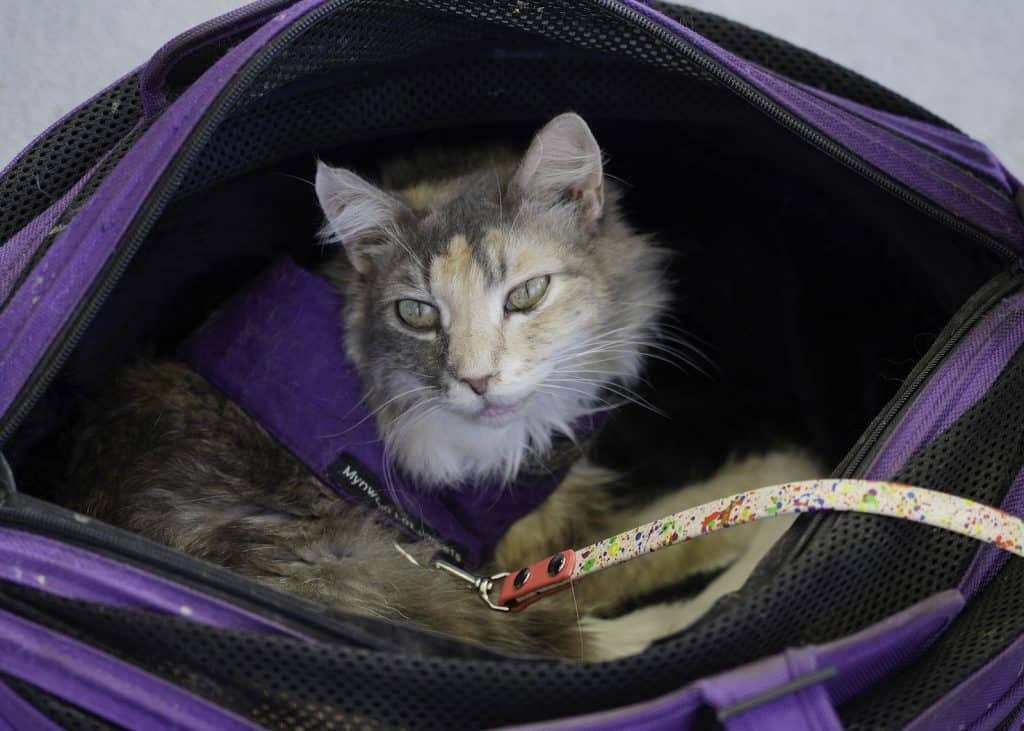 a cat hanging out in a Sleepypod carrier