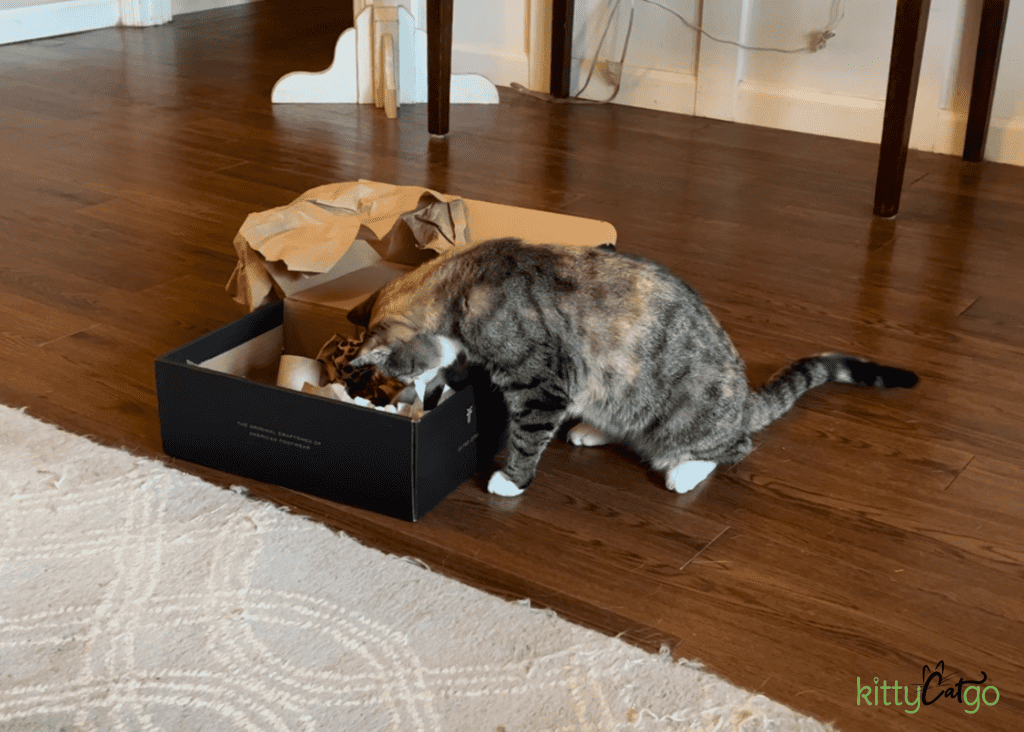 cat with a busy box