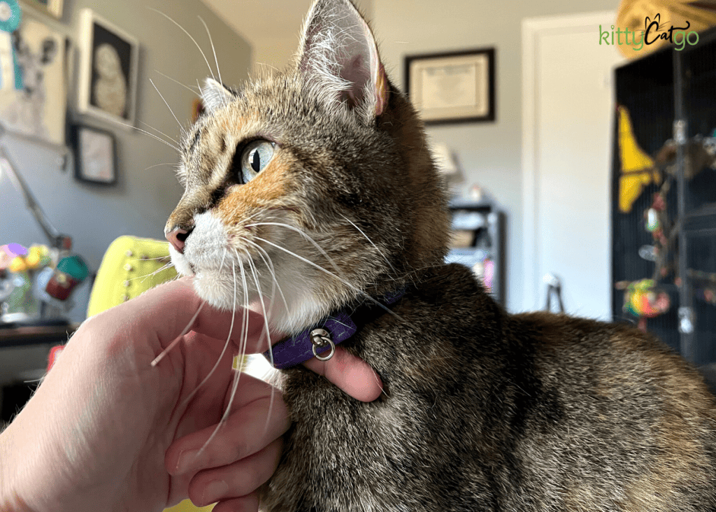 Fitting a outlet cat collar