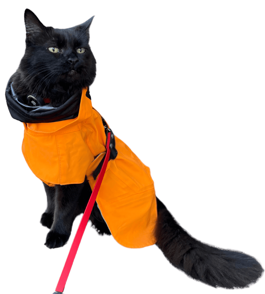 black cat on a leash wearing an orange coat