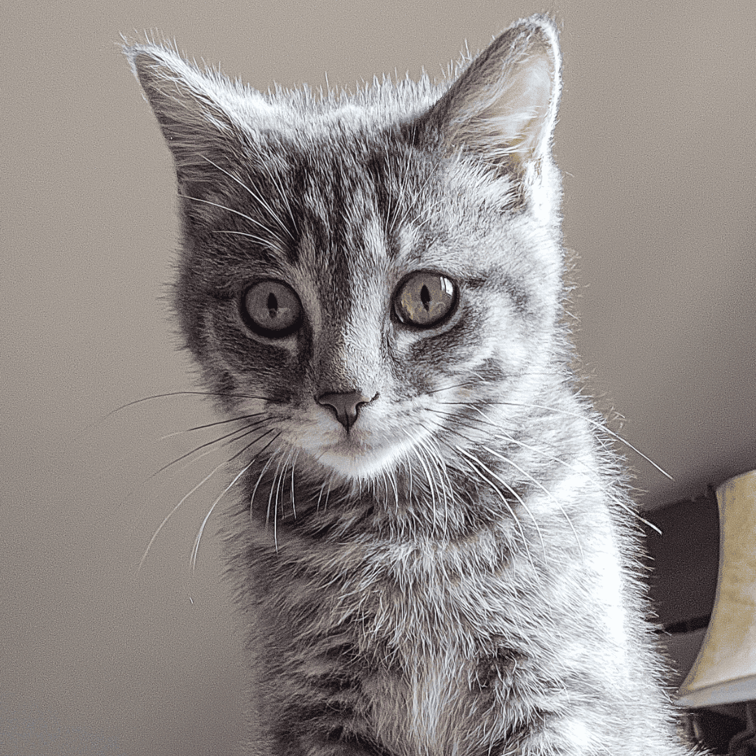 Maze - gray cat head shot