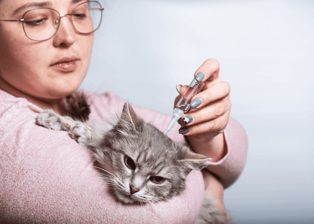 woman holding gray cat and applying topical flea and tick cat treatment