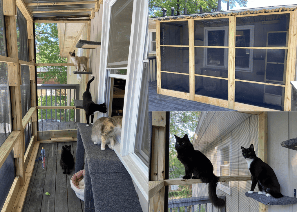 screened in catio - cats on a catio