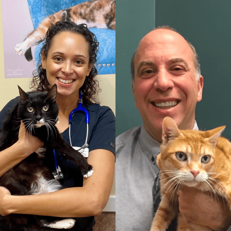 KittyCatGO Adventure Podcast - EveryCat Health Foundation (veterinarians)