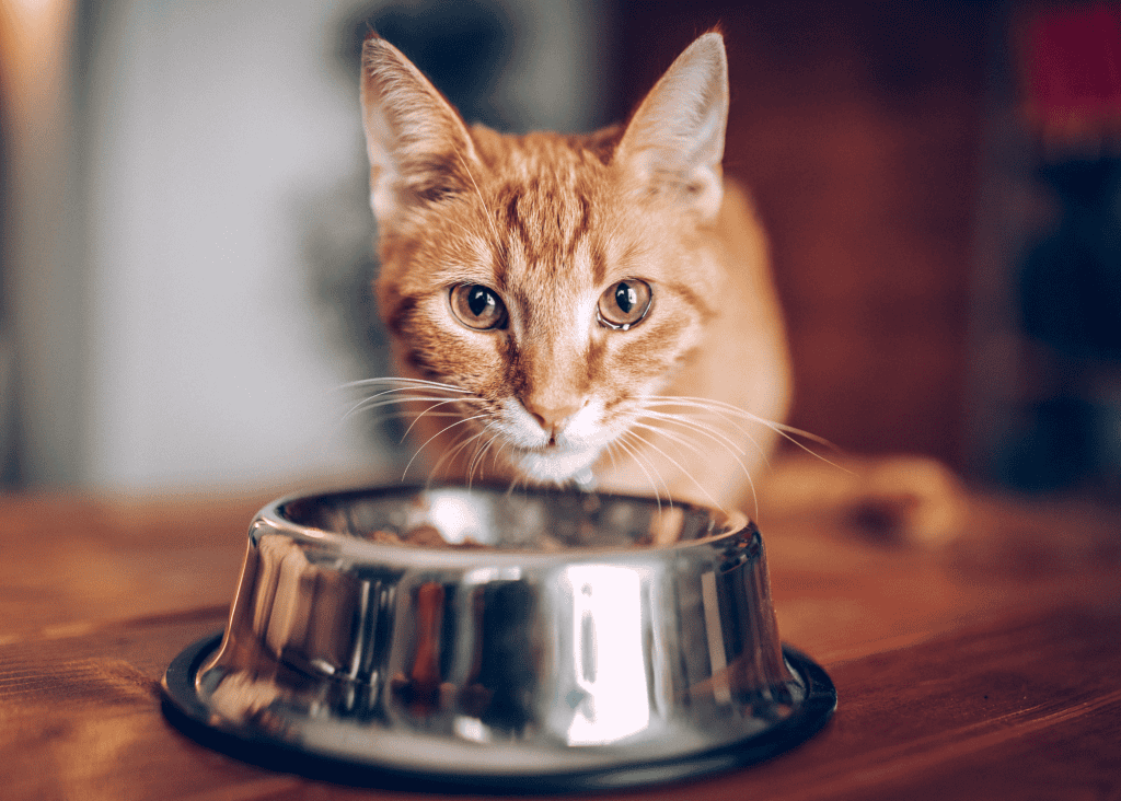 orange cat in front of food bowl
