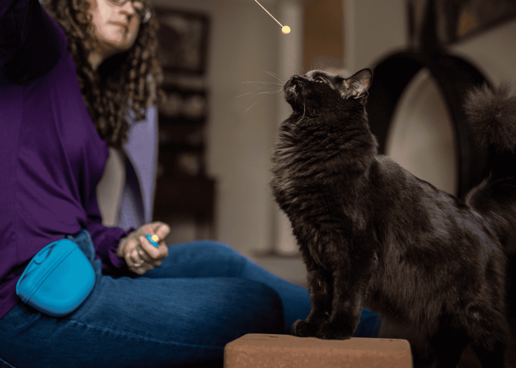 black cat training for treats